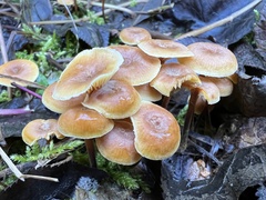 Xeromphalina cauticinalis