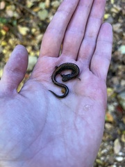 Plethodon serratus