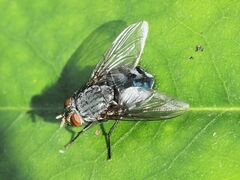 Calliphora vicina