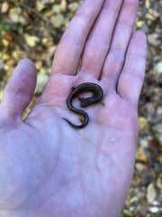 Plethodon serratus
