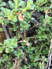 Escallonia carmelitana