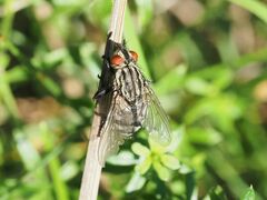 Sarcophagidae
