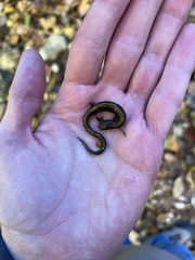 Plethodon serratus