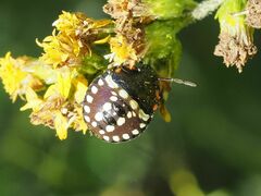 Nezara viridula