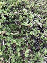 Escallonia carmelitana