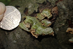 Trametes villosa