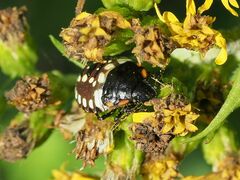 Nezara viridula