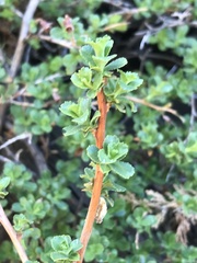 Escallonia carmelitana