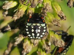 Nezara viridula