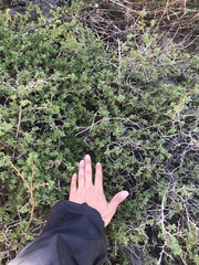 Escallonia carmelitana