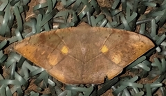 Oxydia trychiata