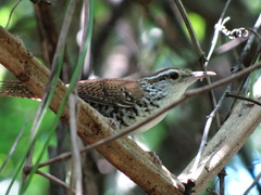 Thryophilus pleurostictus
