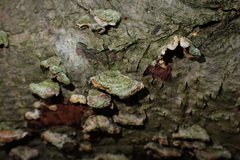 Trametes villosa