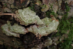 Trametes villosa