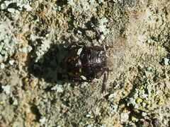 Nezara viridula