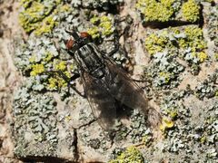 Sarcophagidae