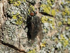Sarcophagidae