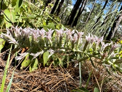 Liatris hesperelegans