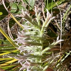 Liatris hesperelegans