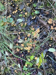 Xeromphalina cauticinalis