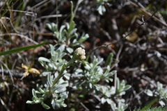 Antennaria parvifolia