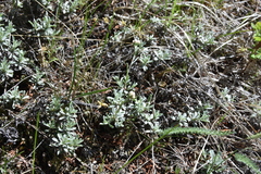 Antennaria parvifolia