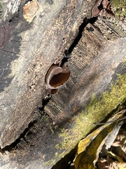 Auricularia angiospermarum