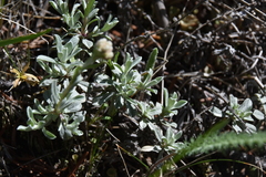 Antennaria parvifolia