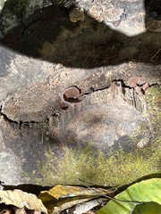 Auricularia angiospermarum