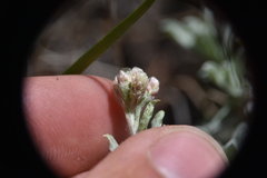 Antennaria parvifolia