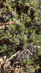 Polemoniaceae