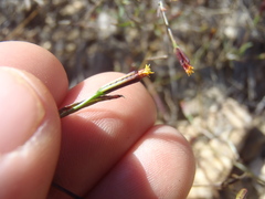 Pectis linifolia