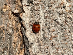 Coccinella transversoguttata