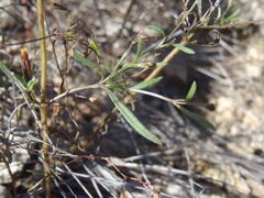Pectis linifolia