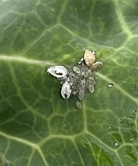 Brevicoryne brassicae