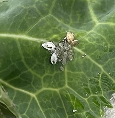 Brevicoryne brassicae