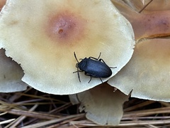 Penthe pimelia