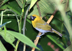 Caryothraustes poliogaster