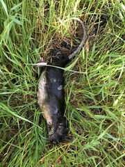 Hydromys chrysogaster