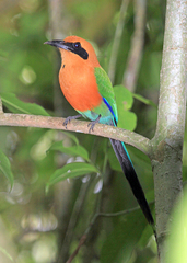 Baryphthengus martii