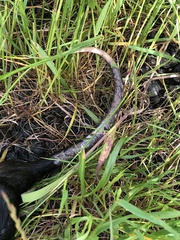 Hydromys chrysogaster