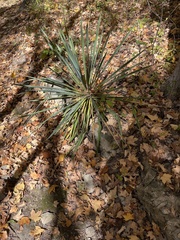 Yucca filamentosa