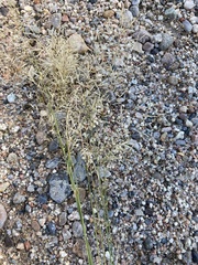 Eragrostis barrelieri