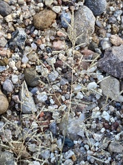 Eragrostis barrelieri