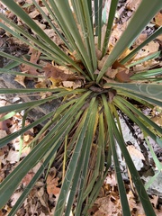 Yucca filamentosa