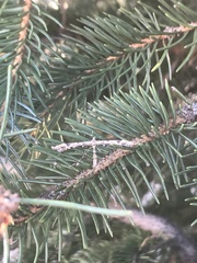 Anstenoptilia marmarodactyla