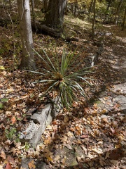 Yucca filamentosa