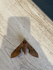 Protambulyx strigilis