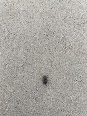 Sphenophorus venatus