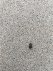 Sphenophorus venatus